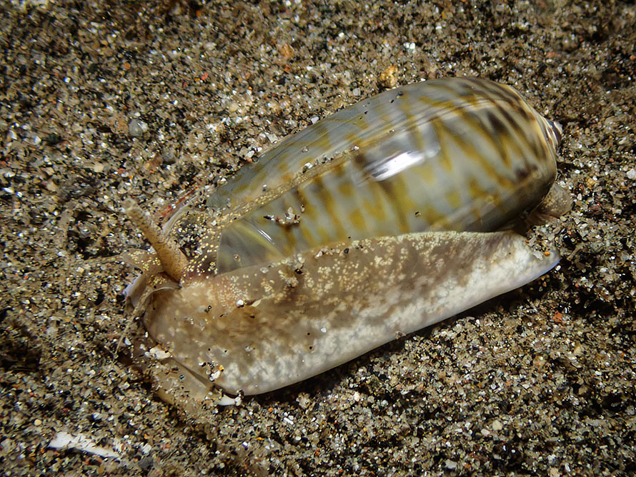 Oliva miniacea